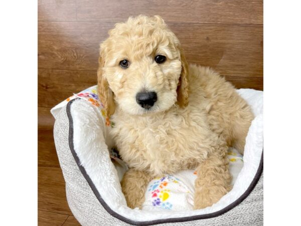 Goldendoodle DOG Male Red 2641 Petland Florence, Kentucky