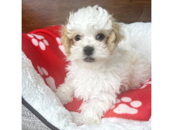 Poodle-DOG-Male-Apricot-2642-Petland Florence, Kentucky