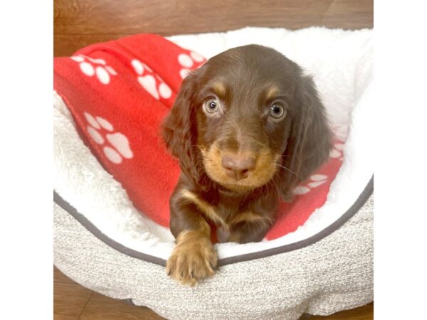 Dachshund DOG Male Chocolate / Tan 2643 Petland Florence, Kentucky