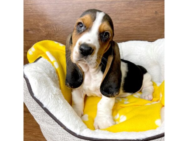 Basset Hound DOG Male Tri-Colored 2654 Petland Florence, Kentucky