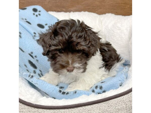 Havanese DOG Male Tri-Colored 2651 Petland Florence, Kentucky