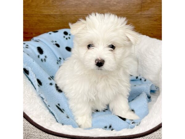 Maltese DOG Male White 2650 Petland Florence, Kentucky