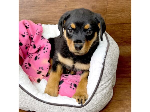 Rottweiler DOG Female Black / Rust 2649 Petland Florence, Kentucky