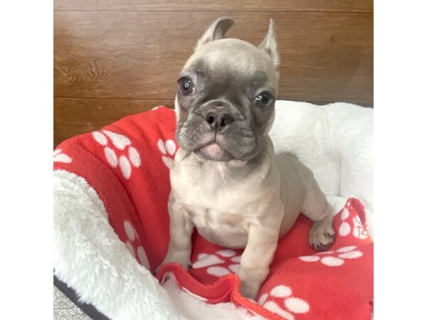 French Bulldog-DOG-Female-Blue Fawn-2645-Petland Florence, Kentucky