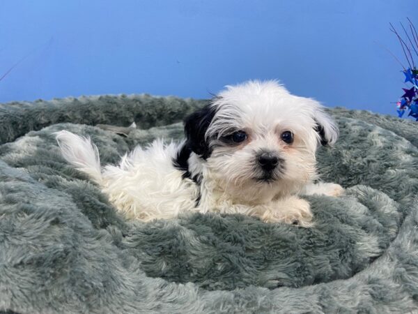 Havanese DOG Male Black & White, Silver Markings 2693 Petland Florence, Kentucky