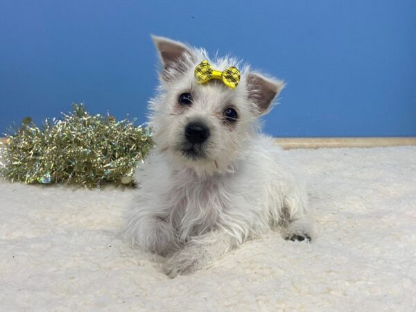 West Highland White Terrier DOG Female White 2698 Petland Florence, Kentucky