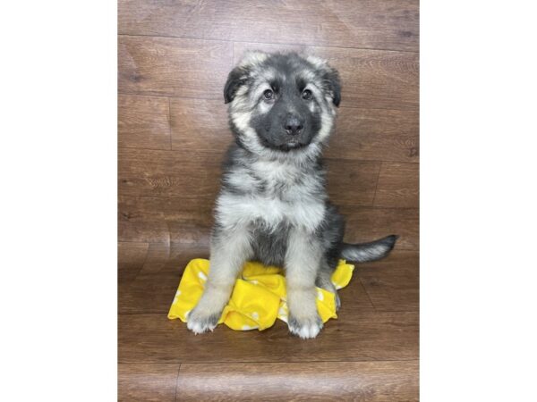German Shepherd Dog-DOG-Male-Black / Tan-2658-Petland Florence, Kentucky