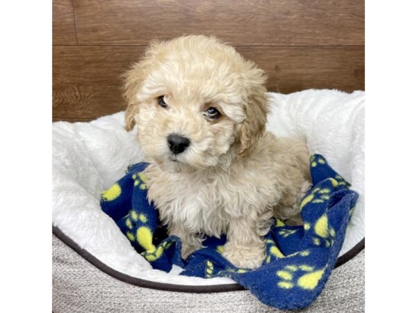 Bichapoo DOG Male Tan 2672 Petland Florence, Kentucky