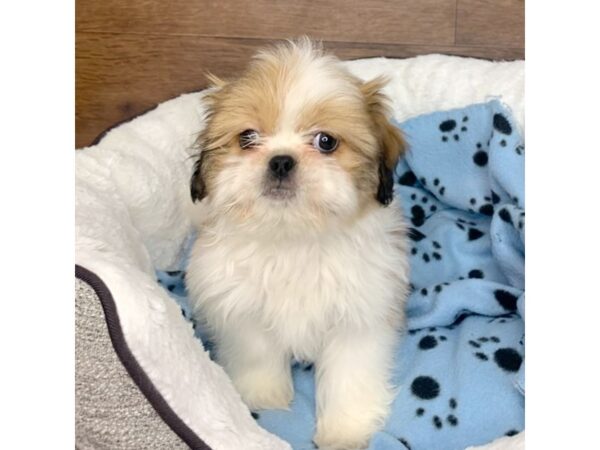 Shih Tzu-DOG-Male-Red / White-2670-Petland Florence, Kentucky