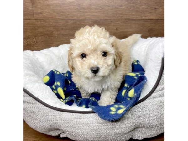 Bichapoo DOG Female Tan 2671 Petland Florence, Kentucky