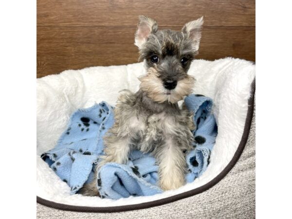 Miniature Schnauzer DOG Female Salt / Pepper 2669 Petland Florence, Kentucky