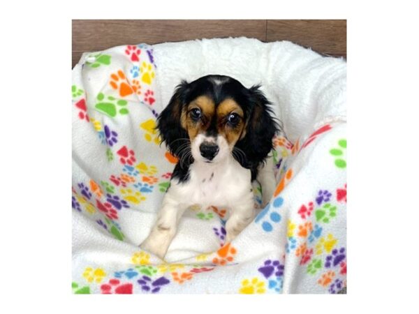 Dachshund-DOG-Female-Black / Tan-2668-Petland Florence, Kentucky