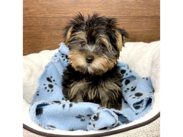 Yorkshire Terrier-DOG-Male-Black / Tan-2667-Petland Florence, Kentucky