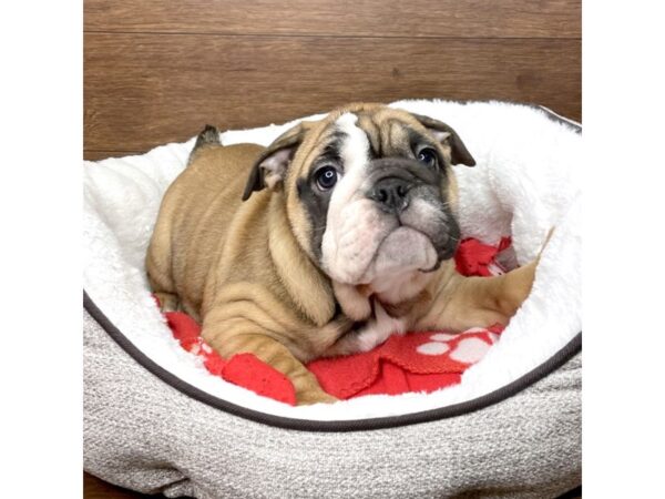 English Bulldog-DOG-Female-Red-2666-Petland Florence, Kentucky