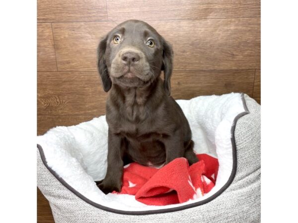 Labrador Retriever-DOG-Female-Chocolate-2665-Petland Florence, Kentucky