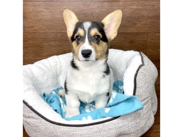 Pembroke Welsh Corgi-DOG-Female-Black White / Tan-2664-Petland Florence, Kentucky