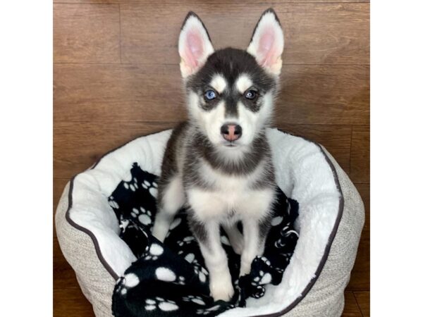 Pomsky DOG Female Black / White 2663 Petland Florence, Kentucky