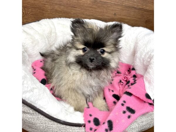 Pomeranian-DOG-Female-Cream Sable-2662-Petland Florence, Kentucky