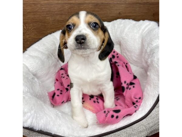 Beagle DOG Female Tri-Colored 2661 Petland Florence, Kentucky