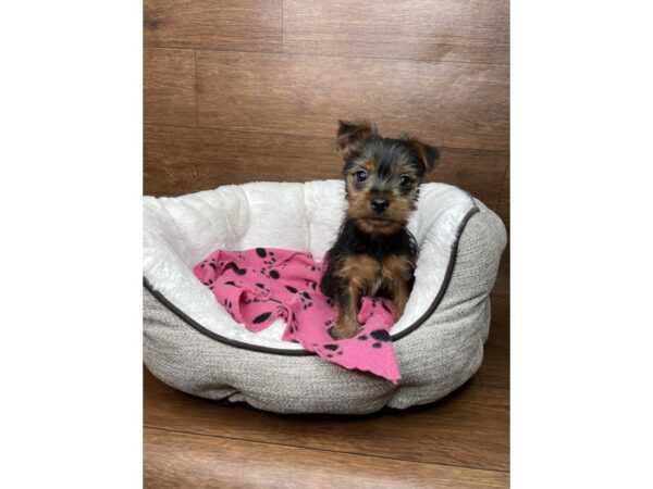 Yorkshire Terrier DOG Male Black / Tan 2659 Petland Florence, Kentucky