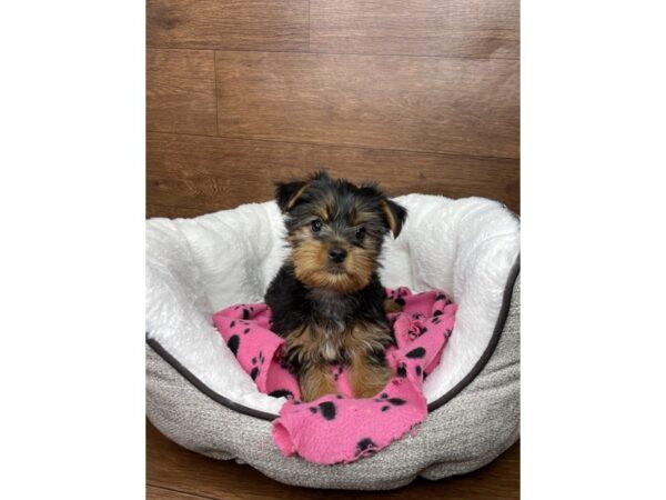 Silky Terrier DOG Female Black / Tan 2660 Petland Florence, Kentucky