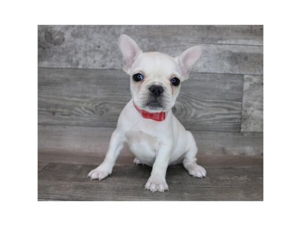 French Bulldog DOG Female Cream 2676 Petland Florence, Kentucky