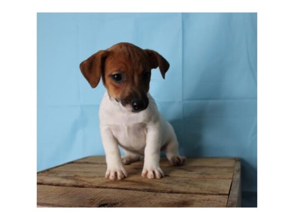 Jack Russell Terrier DOG Female Brown / White 2682 Petland Florence, Kentucky