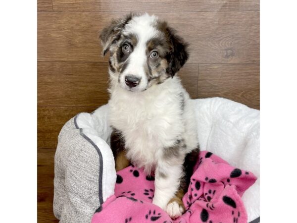 Miniature Australian Shepherd DOG Female Blue Merle 2684 Petland Florence, Kentucky