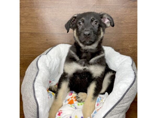 German Shepherd Dog-DOG-Male-Black / Tan-2680-Petland Florence, Kentucky