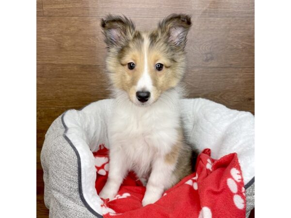 Shetland Sheepdog DOG Male Sable / White 2679 Petland Florence, Kentucky