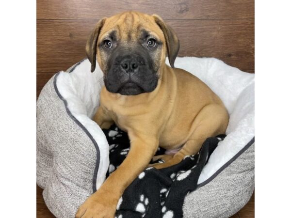 Bullmastiff DOG Male Apricot 2673 Petland Florence, Kentucky