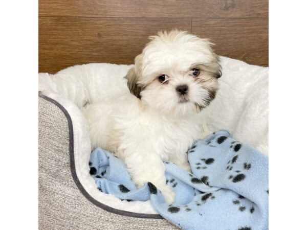 Teddy Bear DOG Male Gold / White 2674 Petland Florence, Kentucky