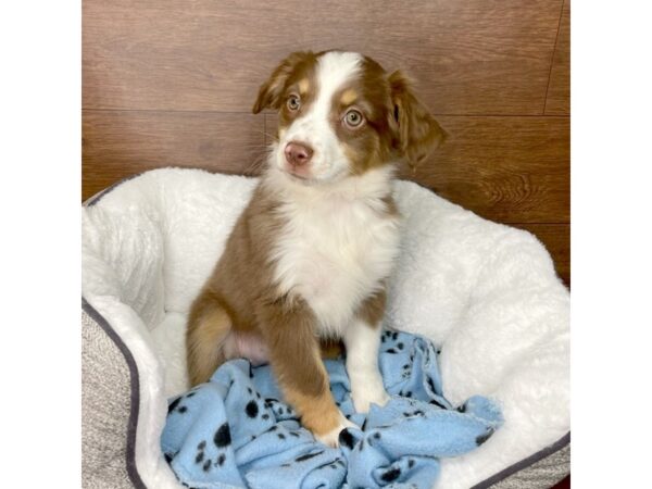 Miniature Australian Shepherd DOG Female Red Tan / White 2675 Petland Florence, Kentucky