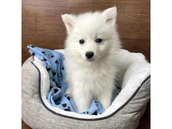 American Eskimo DOG Male White 2687 Petland Florence, Kentucky