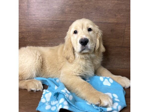 Golden Retriever DOG Male Golden 2688 Petland Florence, Kentucky