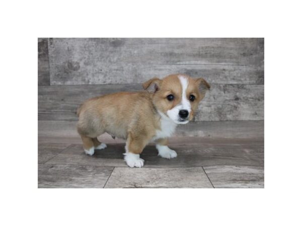 Pembroke Welsh Corgi DOG Male Sable / White 2703 Petland Florence, Kentucky