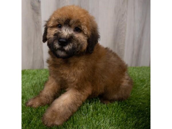 Soft Coated Wheaten Terrier-DOG-Male-Wheaten-2707-Petland Florence, Kentucky