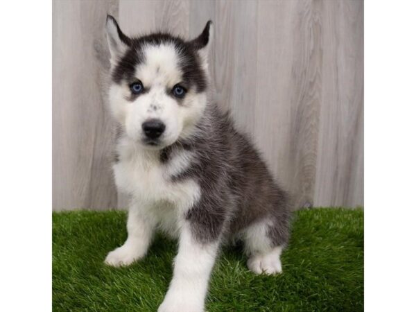 Siberian Husky DOG Male Black / White 2708 Petland Florence, Kentucky