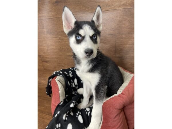 Siberian Husky DOG Female Black / White 2706 Petland Florence, Kentucky