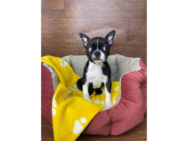 Boston Terrier DOG Female Black / White 2705 Petland Florence, Kentucky