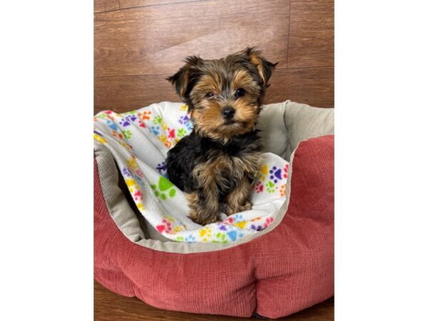 Yorkshire Terrier-DOG-Male-Black / Tan-2701-Petland Florence, Kentucky