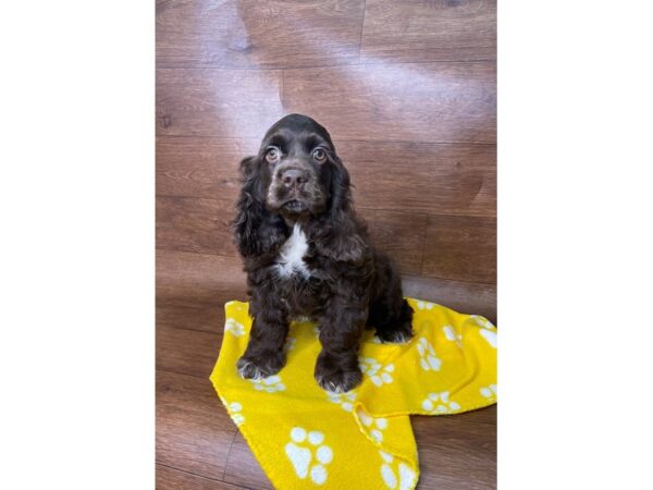Cocker Spaniel-DOG-Male-Brown-2677-Petland Florence, Kentucky