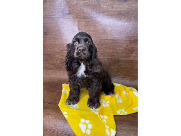 Cocker Spaniel DOG Male Brown 2677 Petland Florence, Kentucky