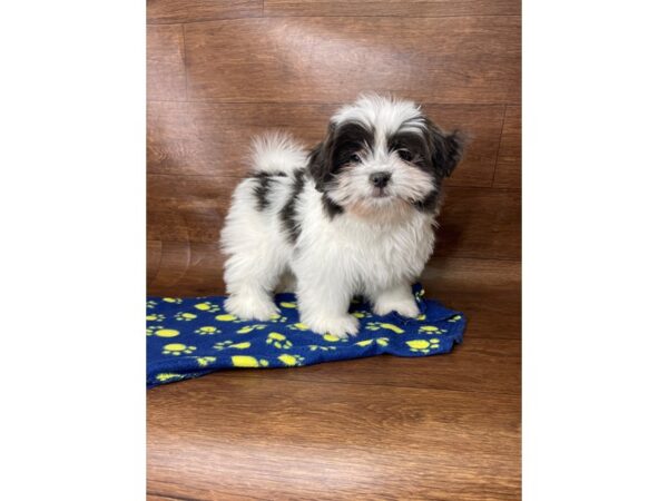 Shiranian DOG Male grey/white 2692 Petland Florence, Kentucky