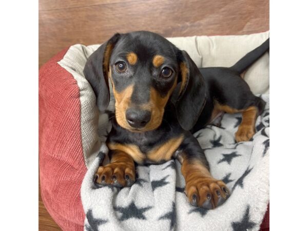 Dachshund DOG Male Black / Tan 2678 Petland Florence, Kentucky