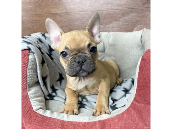 French Bulldog-DOG-Male-Fawn-2685-Petland Florence, Kentucky
