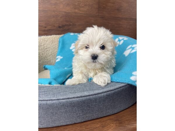 Havamalt-DOG-Male-White-2719-Petland Florence, Kentucky