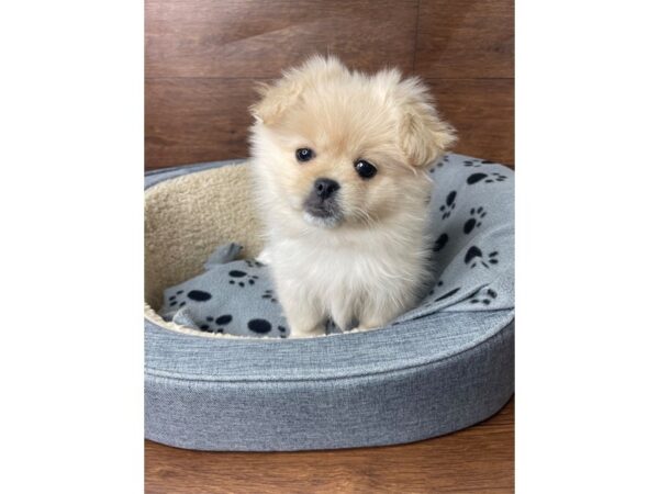 Pekingese/Pomeranian-DOG-Female-Cream-2718-Petland Florence, Kentucky