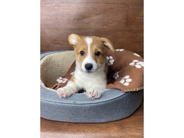 Pembroke Welsh Corgi-DOG-Female-Sable / White-2717-Petland Florence, Kentucky