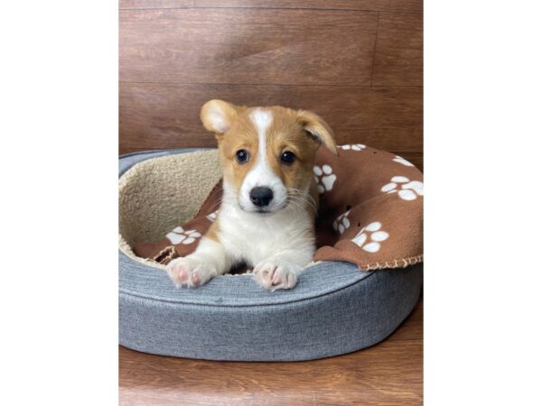 Pembroke Welsh Corgi DOG Female Sable / White 2717 Petland Florence, Kentucky